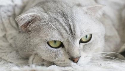 文山2026年最新北京商务伴游经纪招聘渠道分享(最方便真实的文山北京爱特博旅运服务有限责任公司招聘方法)